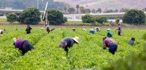 workers in field picking strawberries