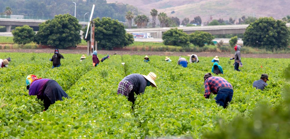 trabajadores en el campo recogiendo fresas